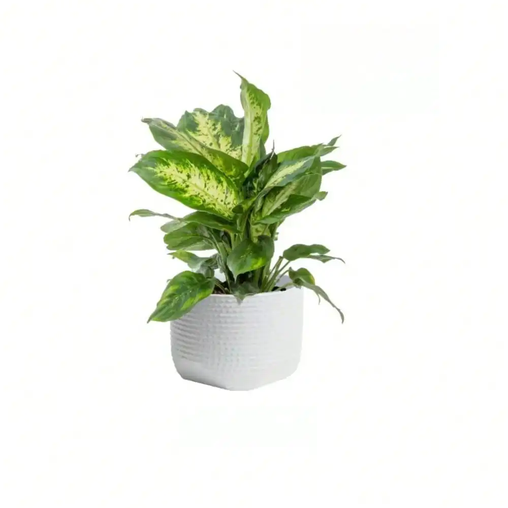 

Grower's Choice Dieffenbachia Indoor Plant. Avg. Shipping Height 1-2 ft. Tall,Easy Care Indoor Plant for home