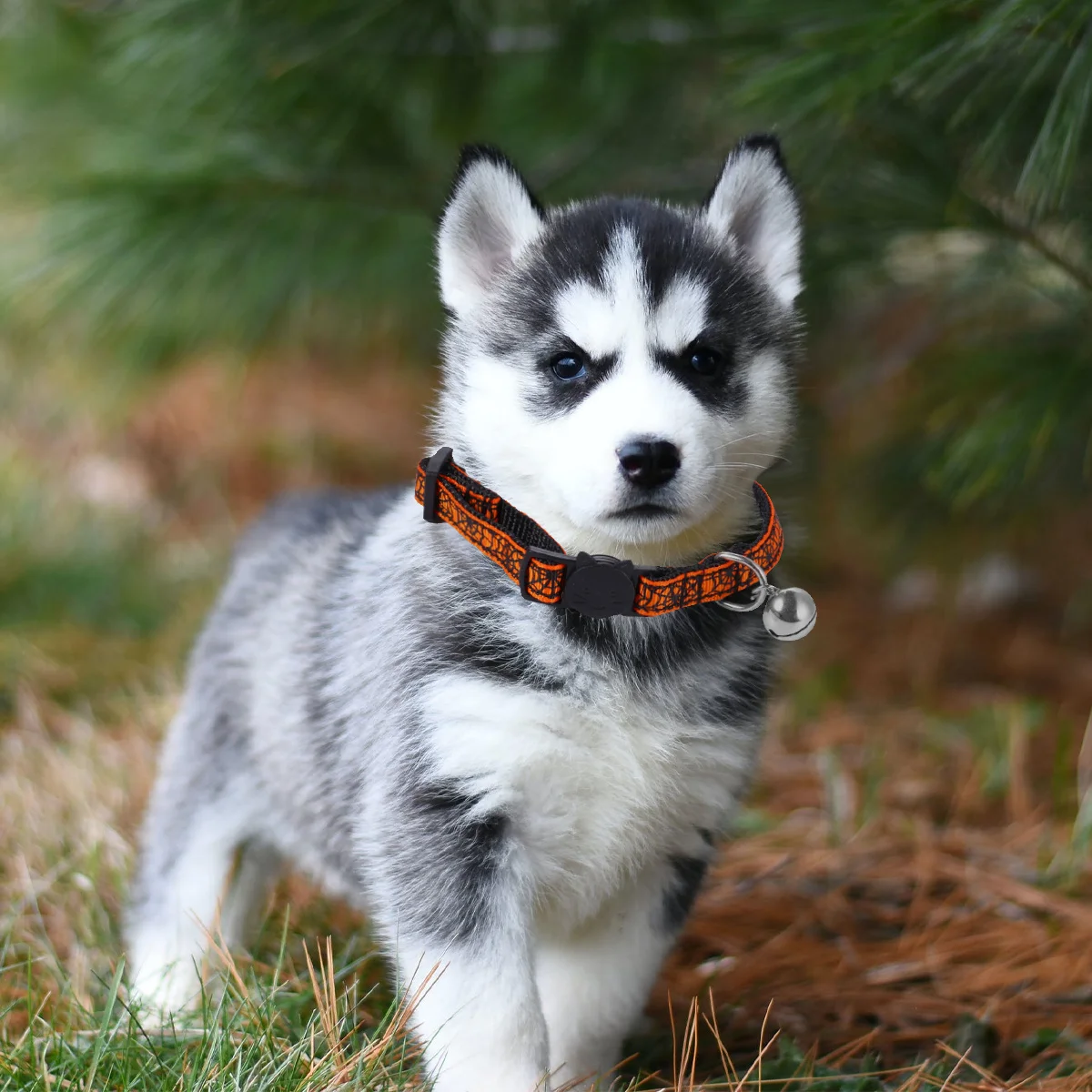 

2Pcs Pet Necklace Adjustable Cat Collar with Spider Webs Skulls Halloween Design Large Silver Bell Comfortable Stylish