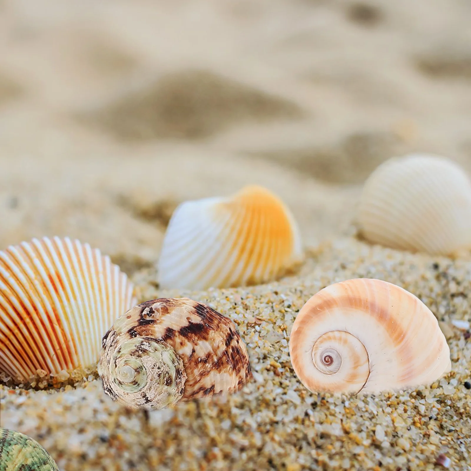 

1Set Natural Conch Shell Aquarium Decoration Creative DIY Kit Durable Safe Shell Accessories Fish Tank Landscaping Ornament