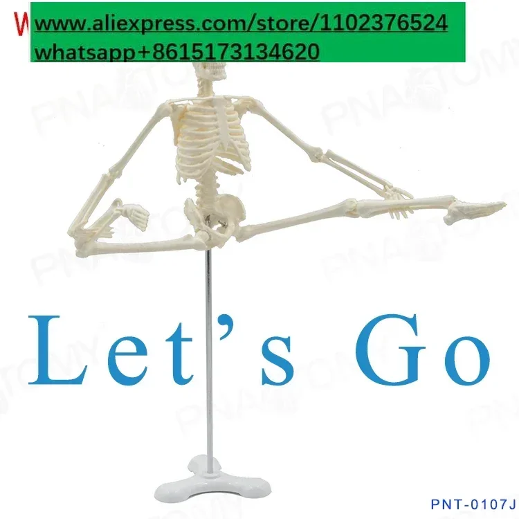 Skeleton model Small human skeleton model