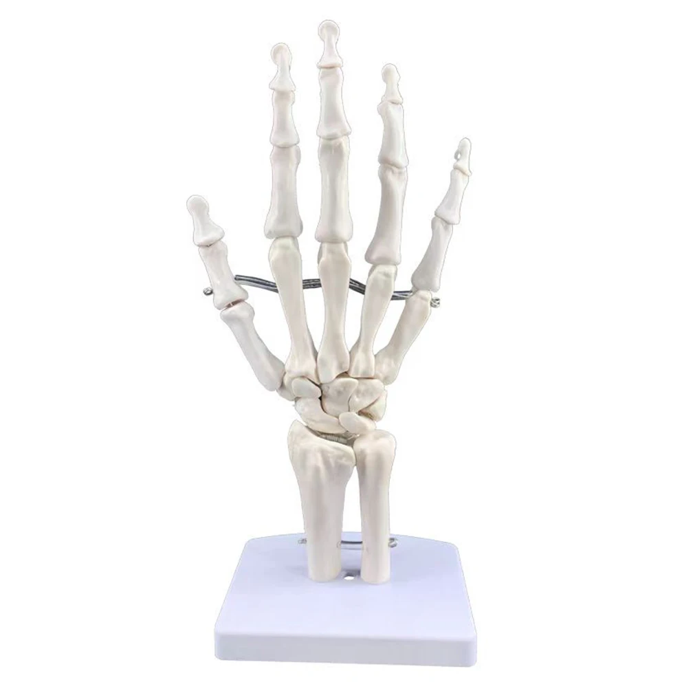 Life Size Foot Joints and bones Foot Anatomy Skeleton Human Foot and Ankle Model with shank bone Anatomical Models LearningTool