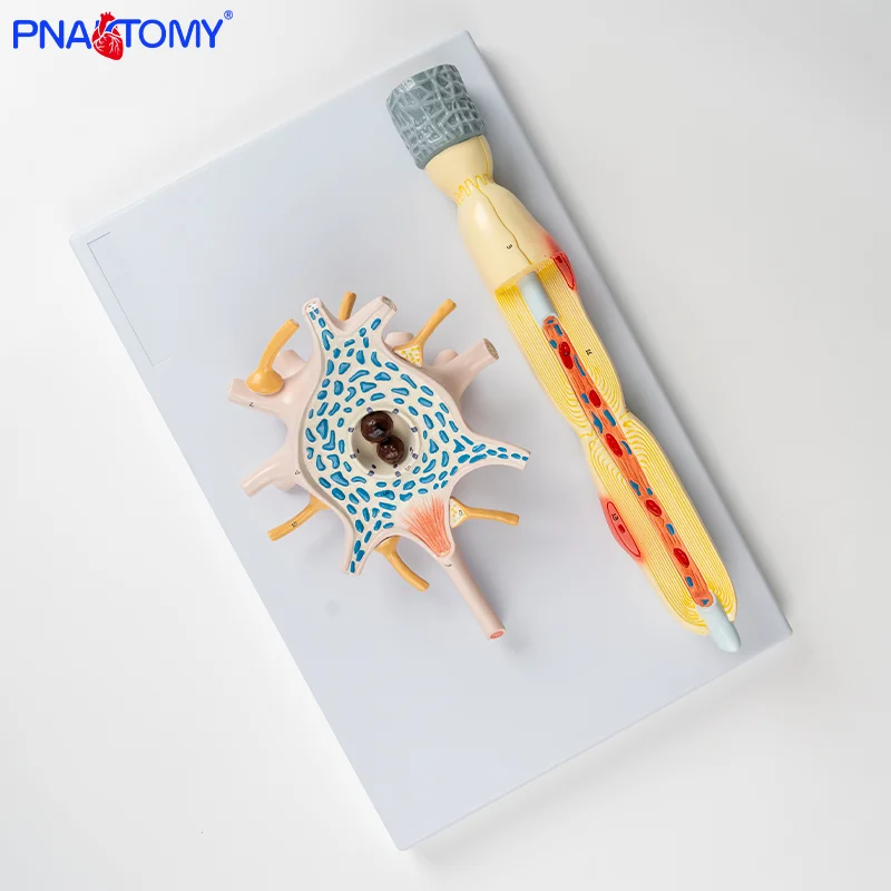 

Neuron Model with Two Components Neuron Amplification Model and Neuron Soma and Nerve Fiber Structure Model