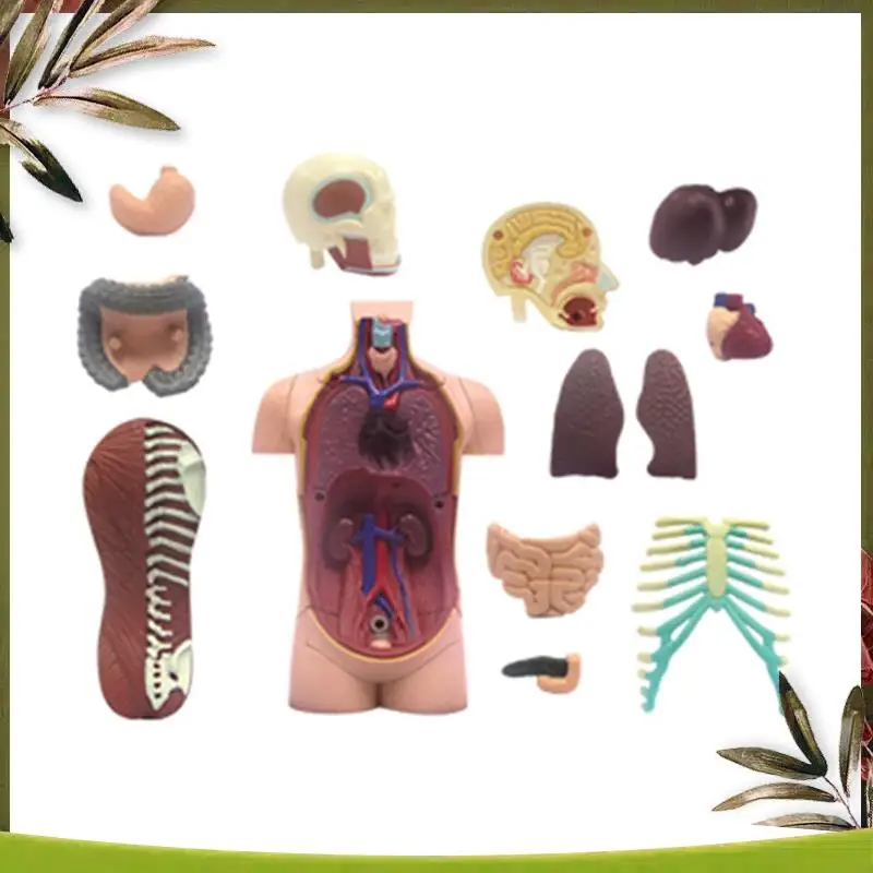 

New--Torso Human Body Model Removable Parts Education Organs Model For Teaching Study Class Students
