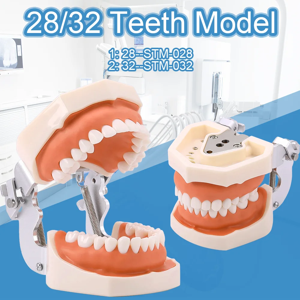 28/32 Teeth Dental Resin Model Removable Training Typodont Tooth Model for Dentist Practice Student Studying Dentistry Equipment