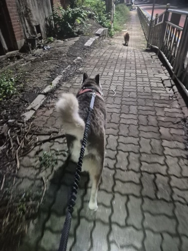 Customer review photo for Hands-Free Bungee Dog Leash with Adjustable Waist Belt