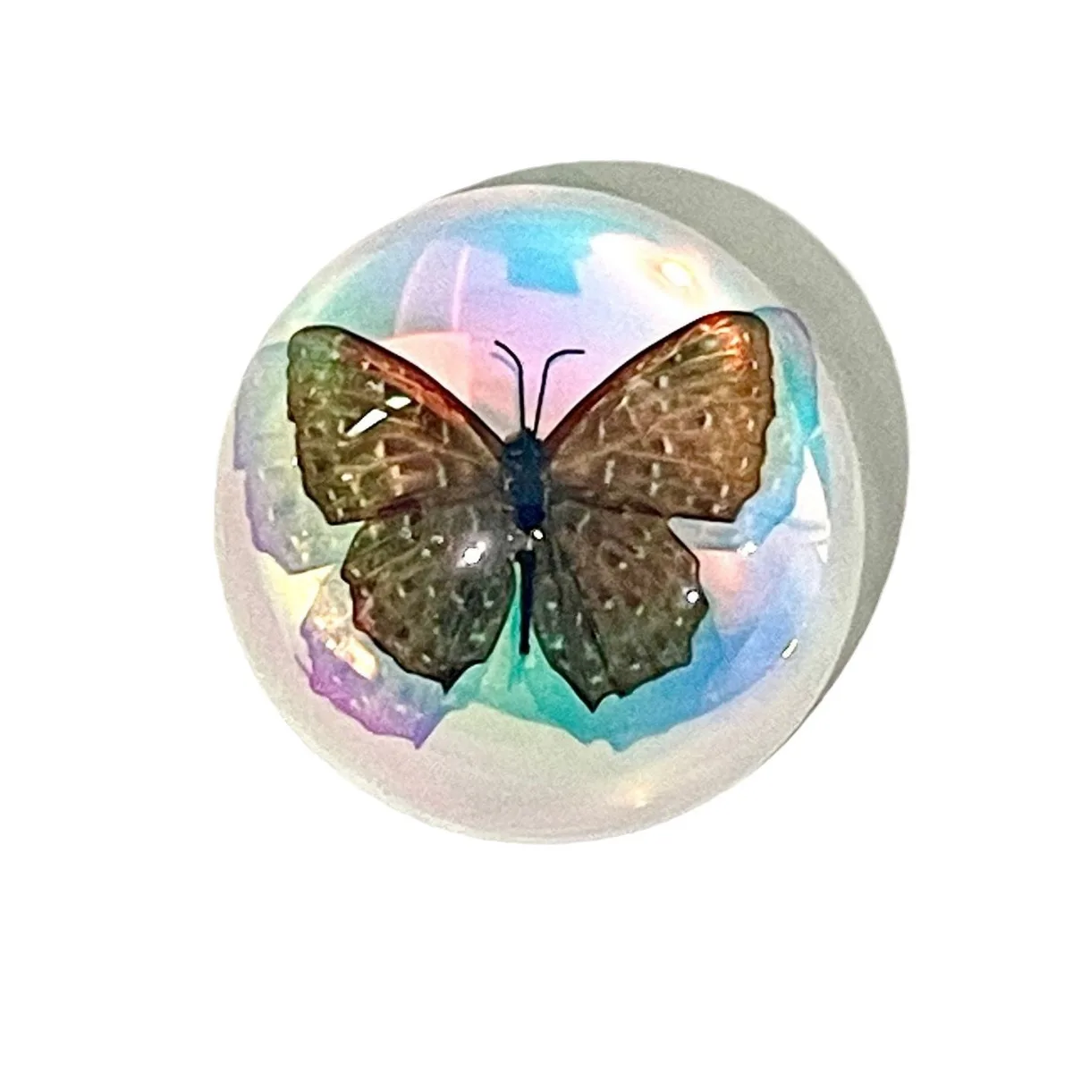 Morpho Insect World: Colorful Butterfly Specimen Ornament, Handcrafted for School Education & Kids' Science Enlightenment
