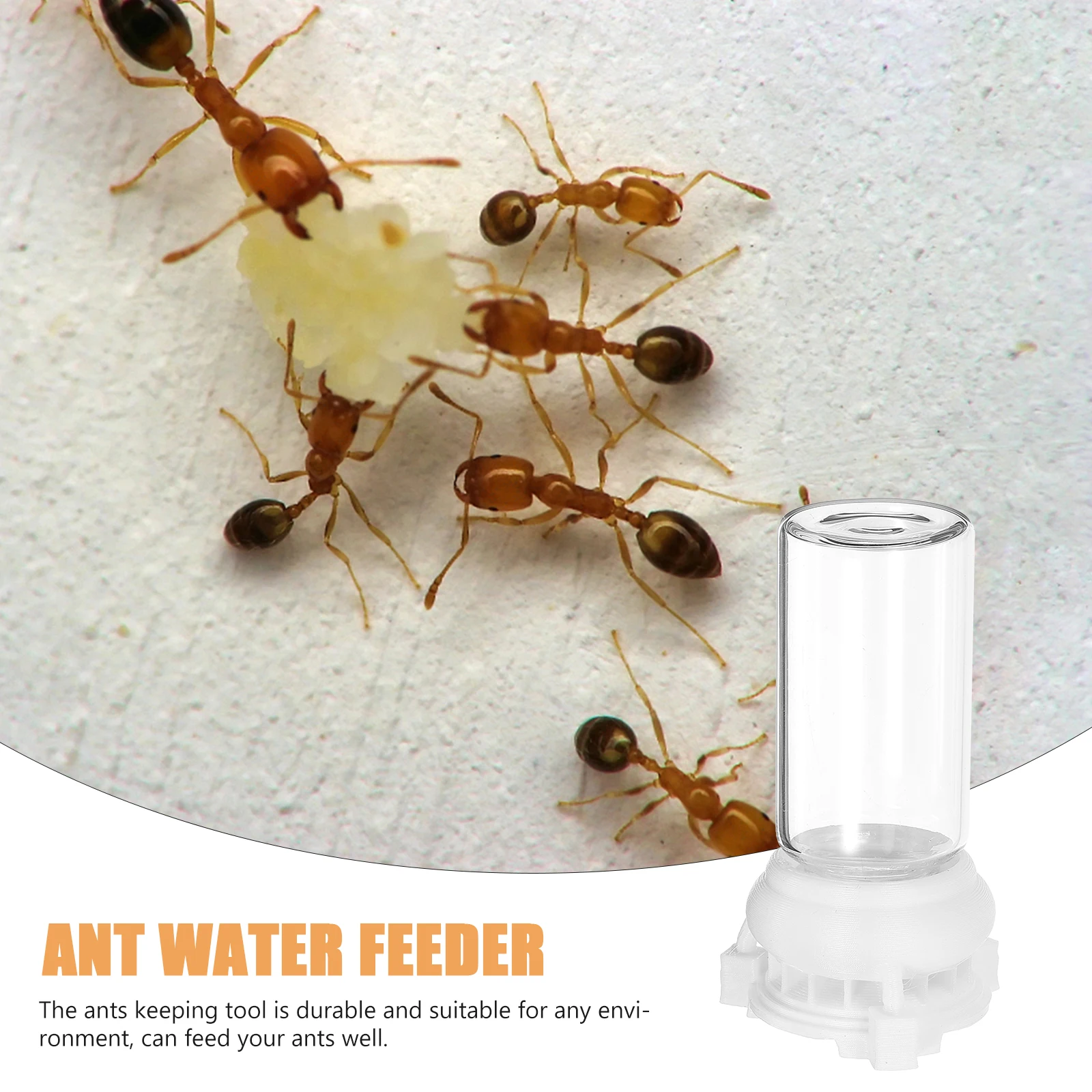 

2pcs Water Feeder Bowls Durable Plastic Ants Drinking Cups For Garden Ant Nest Supplies Feeding Tools Waterer Station Bowl