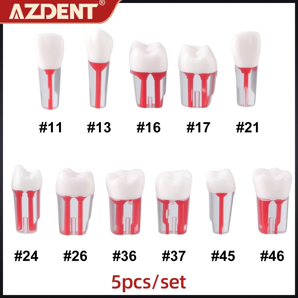 

5Pcs AZDENT Dental Endo Teeth Model Root Canal Block Training Endodontic Practice Pulp Resin Tooth Study Teaching Dentistry Lab