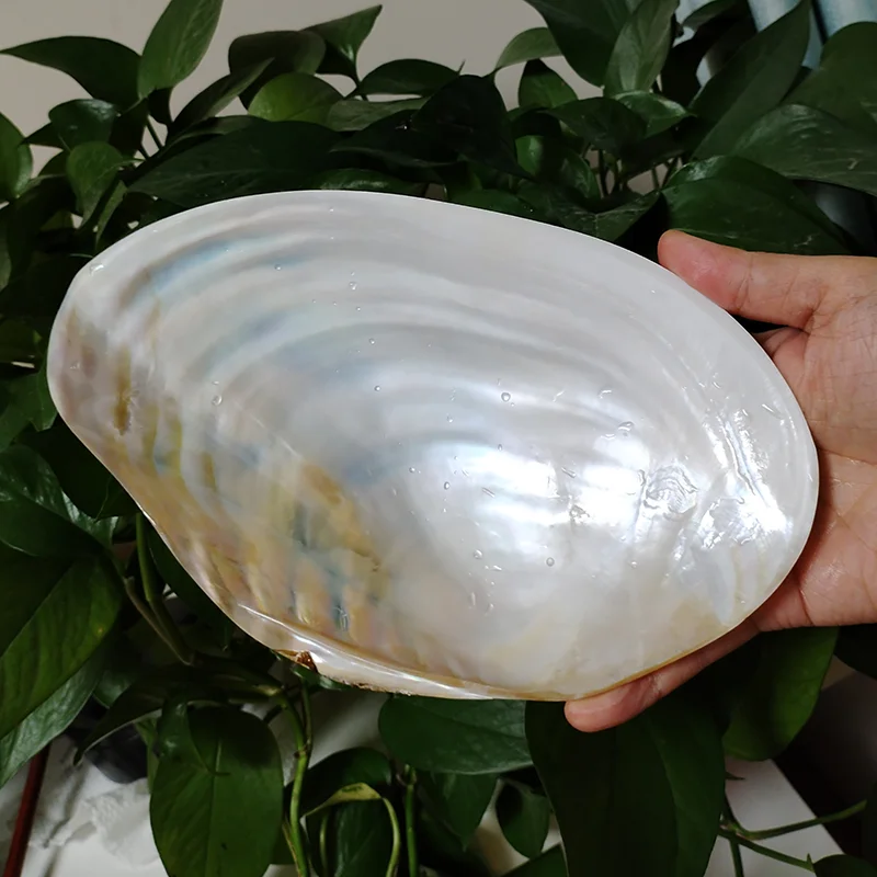 23-25CM Large Pearl Shell Polished Freshwater Mussel Shell Tray Beaching Wedding Decoration Jewelry Holder Photography Props