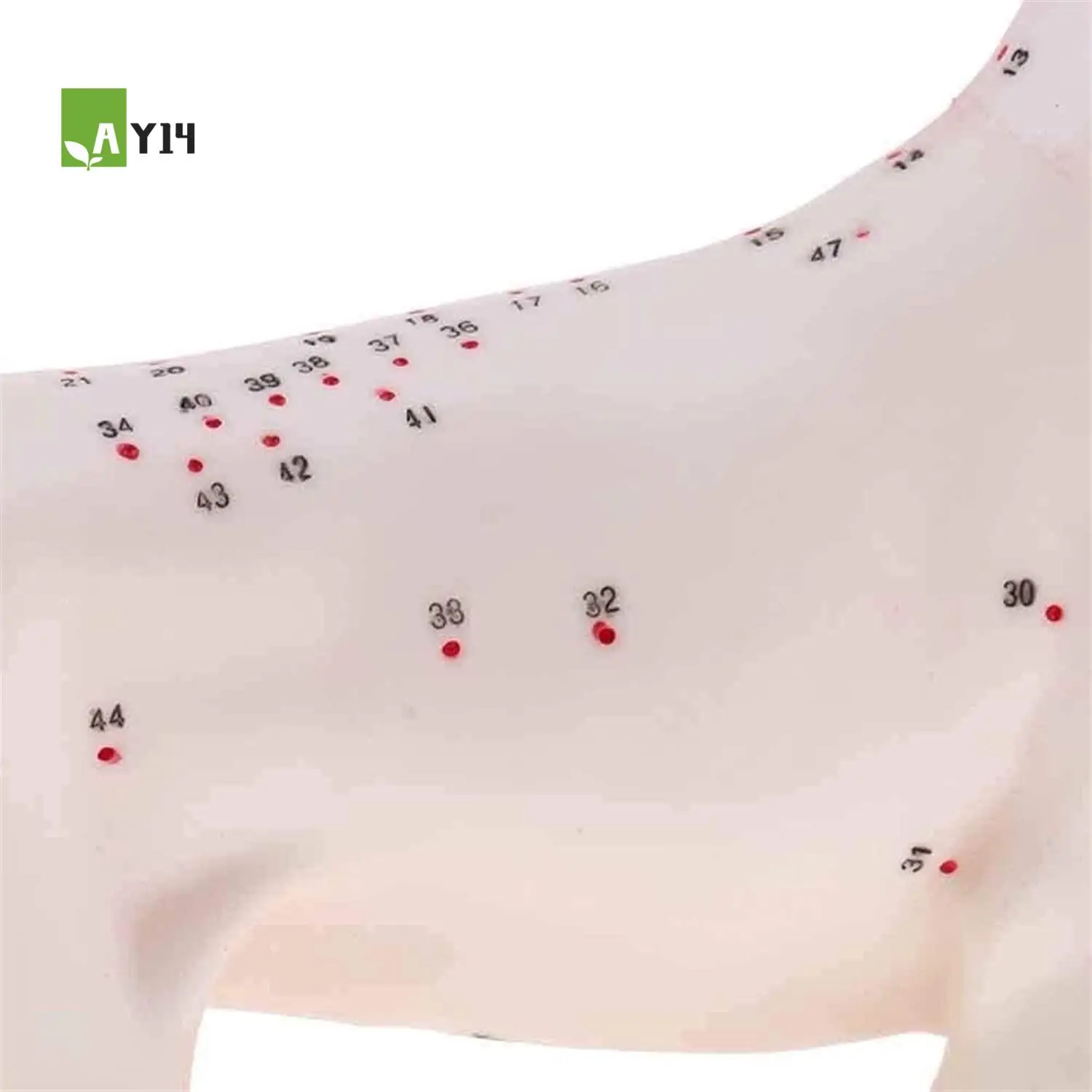 AY14 -Anatomical Dog Model Acupuncture Anatomy Acupuncture Point Model Of The Dog Body With 72 Acupuncture Points Study Model