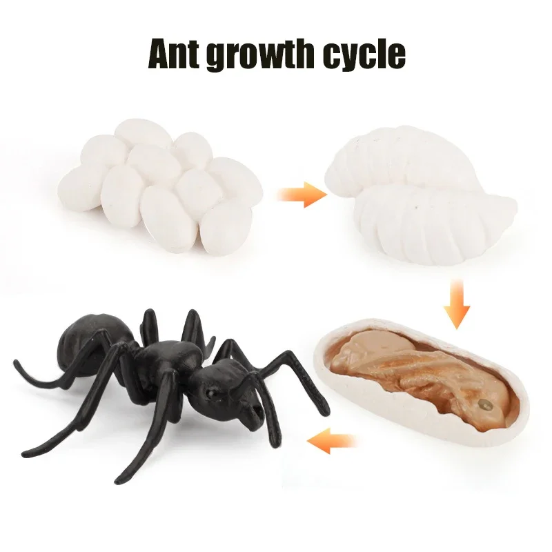 Animal Life Cycle Board Kinderspeelgoed Montessori Leermiddelen Plant Animal Growth Cycle Model Set voorschoolse cognitieve speelgoed