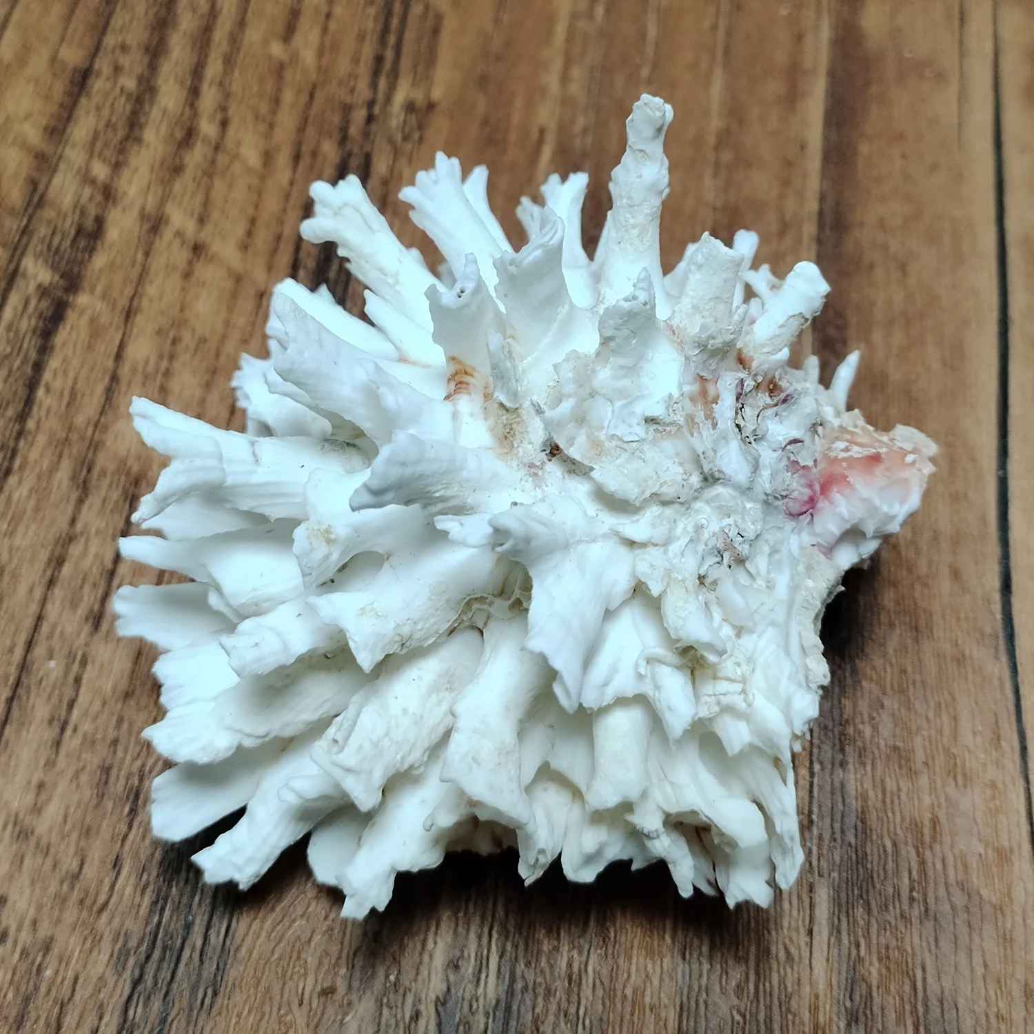 White Thorny Oysters Natural Spondylidae Shells Conch Collection Coastal Home Decor Accent Vase Filler Fish Tank