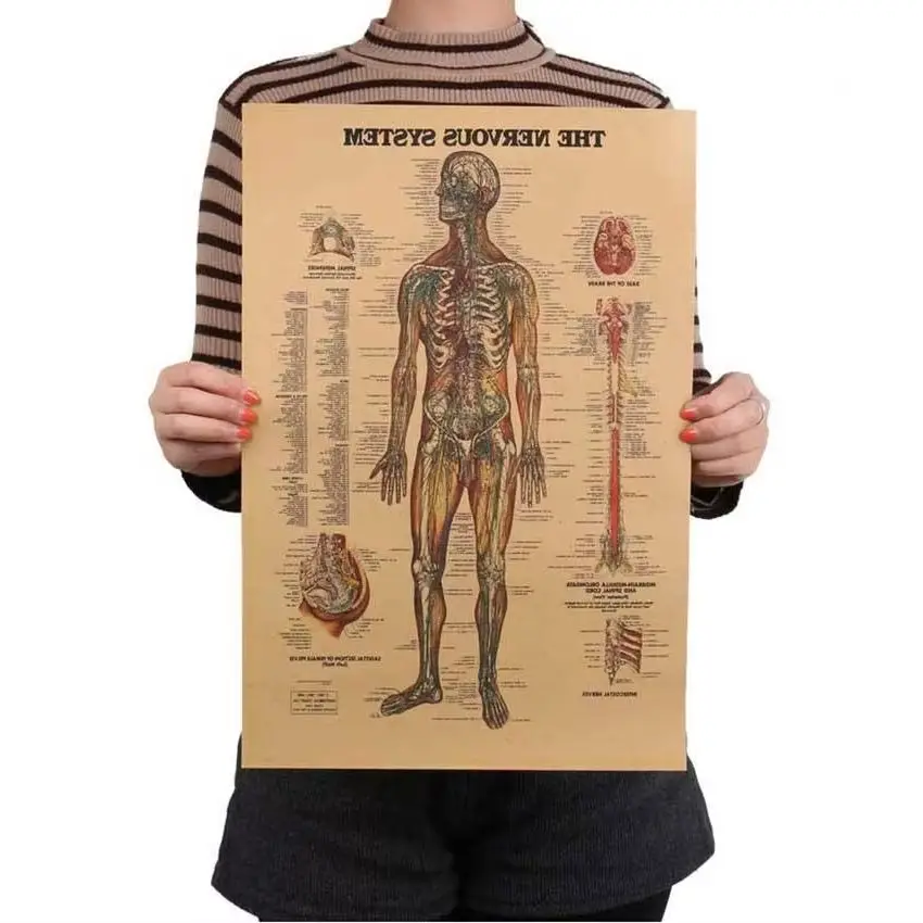 2 шт. винтажный стиль ретро бумажный постер Giftsthe Muscles Of The Body структура стикер на стену
