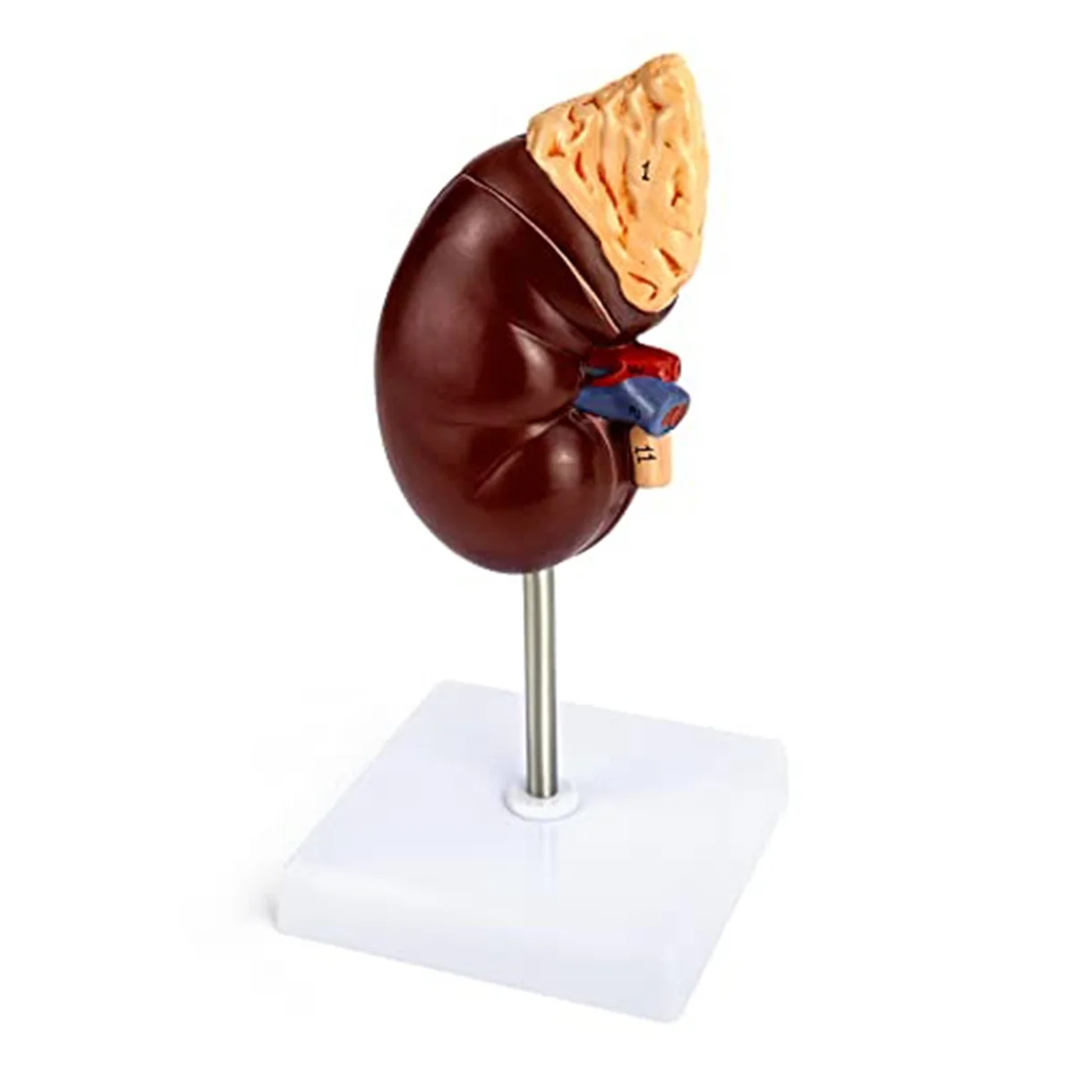 Gfc-Life-Size Kidney Model, 2 Parts Showing Internal Structure a Kidney Human Anatomy Replica for Doctors Educational Tool