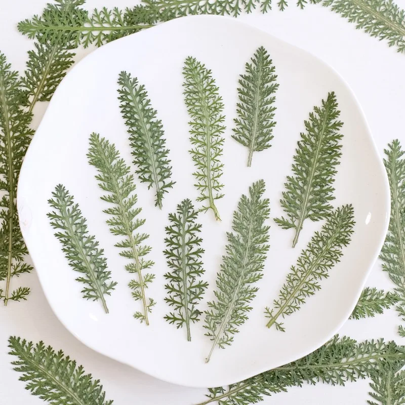 24 Piezas de Flores de Curry Prensadas, Hojas Secas de Plantas Reales para Manualidades, Resina Epoxi, Decoración Floral, Accesorios para el Hogar