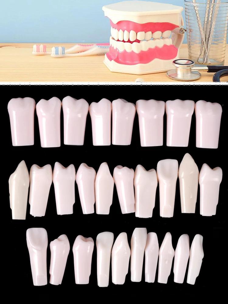 Dents Typodont dentaires de remplacement, 28 pièces, dents Standard à visser détachables pour la préparation en dentisterie, formation à l'enseignement
