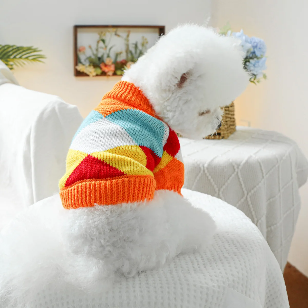 1PC pet clothing Dog Spring and Autumn Counter -Elastic Rainbow Shooting Sweat is suitable for small and medium -sized dogs