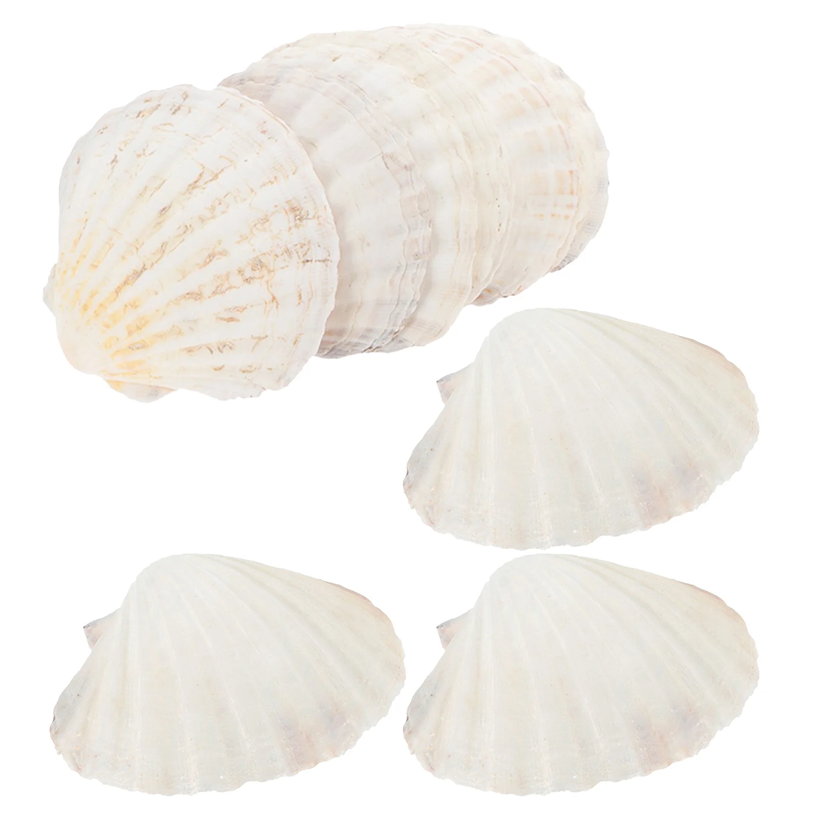 

20Pcs Natural Scallop Shells Seashells for Baking Grilling Seafood Serving Reusable Ocean Tableware Set
