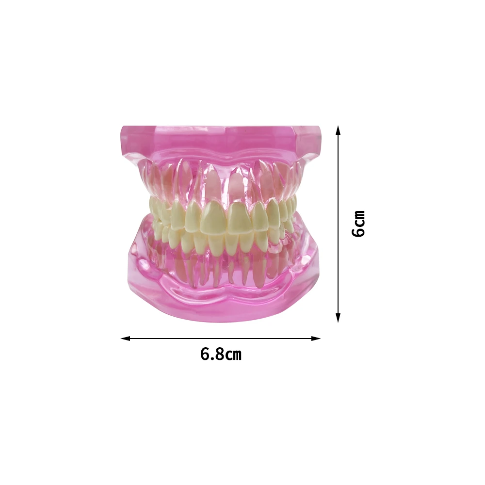 Normal Dental Model Pink Transparent Standard Teeth Jaw Model Typodont For Dentist Student Teaching Study Demonstration Tools