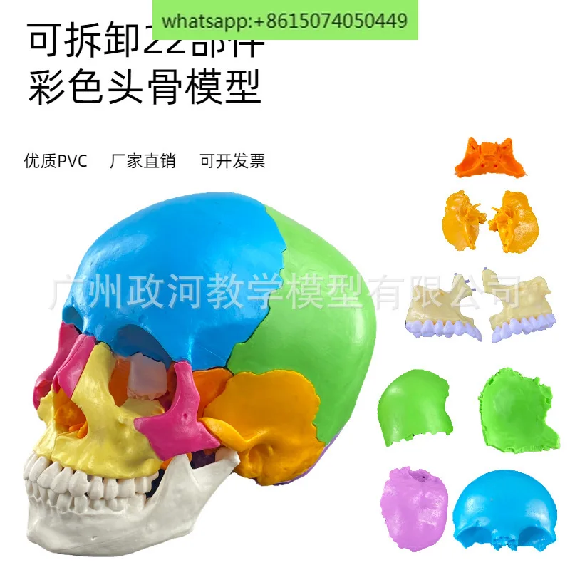 Human head and skull coloring model color skull separation model with cervical vertebra coloring to distinguish 22 regions.