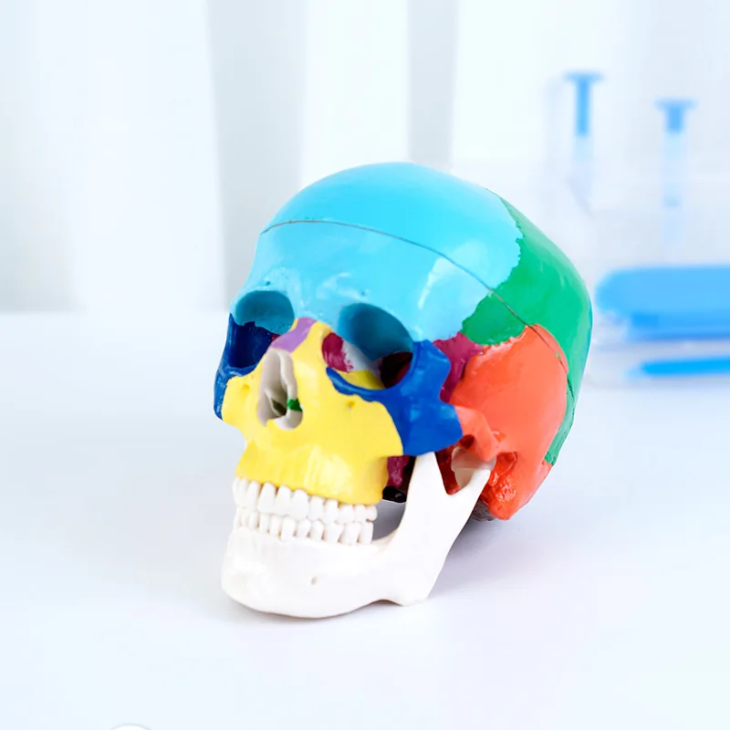 Dental Skull Model Anatomy Real Size Dentistry Medicine Detachable 3D Human Adults Anatomical Skeleton Head Model With Muscel