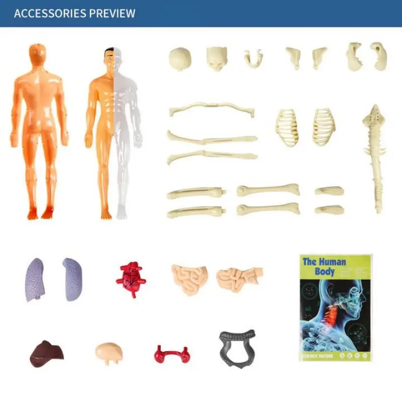 3d Human Body Torso Model For Kid Anatomy Model Skeleton Model Skeleton Construction Model Diy  Body  Organ Assembly Model