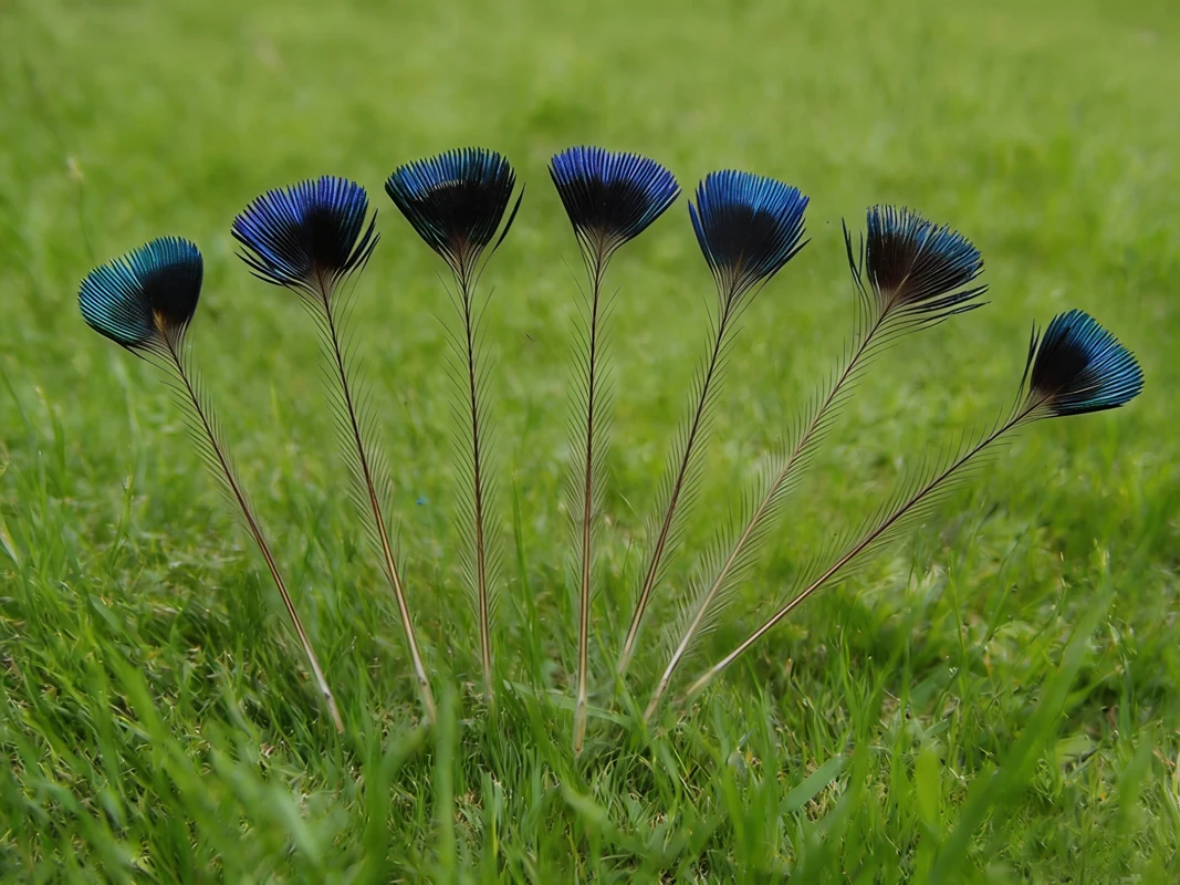 Rare Feathers! 10Pcs/Lot 5-6cm Long NATURAL PEACOCK CROWN FEATHERS-Fly Tying Material,Rare Peacock Feathers