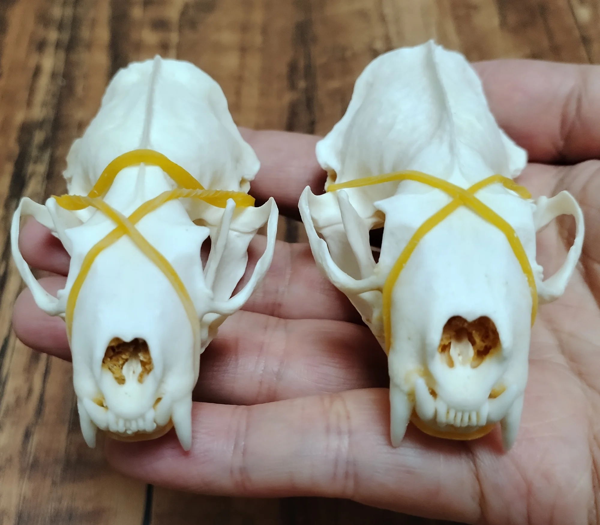1/2//5/10/30 Pcs Real Mink Skulls Authentic Animal Bones Neovison Vison Specimen Supplies for Art Collection DIY Materials Gifts