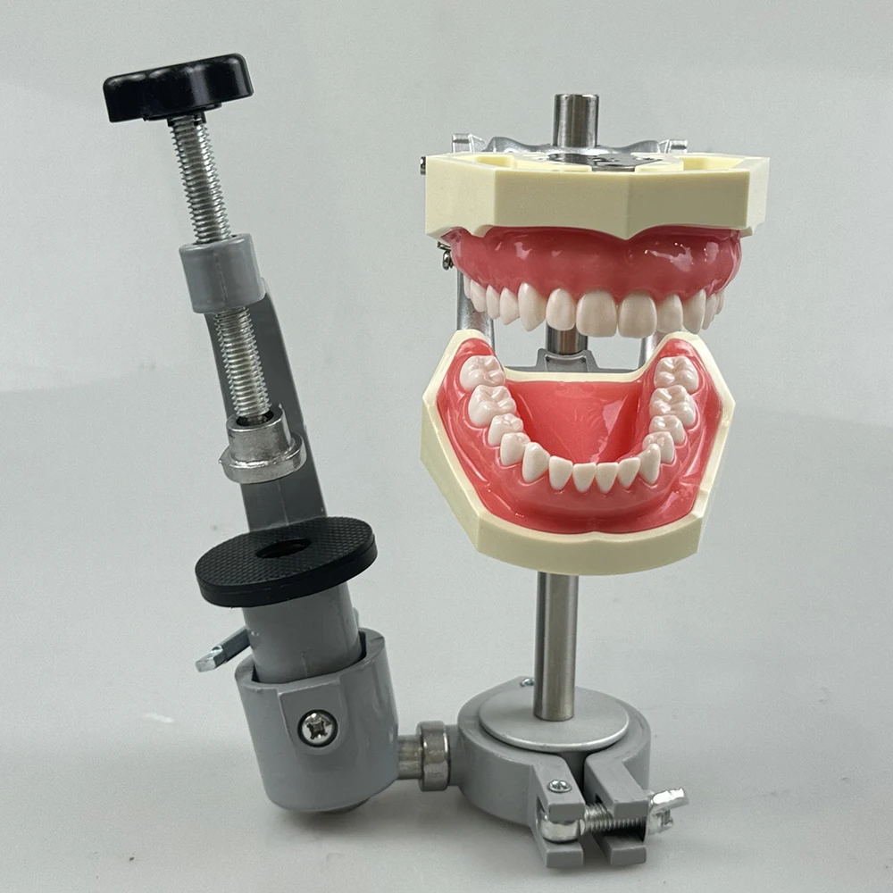 

Dental Simple Typodont Tooth Model Fixed On The Desktop 360° Adjustable Detachable Tooth For Dental Students Practice Simulation