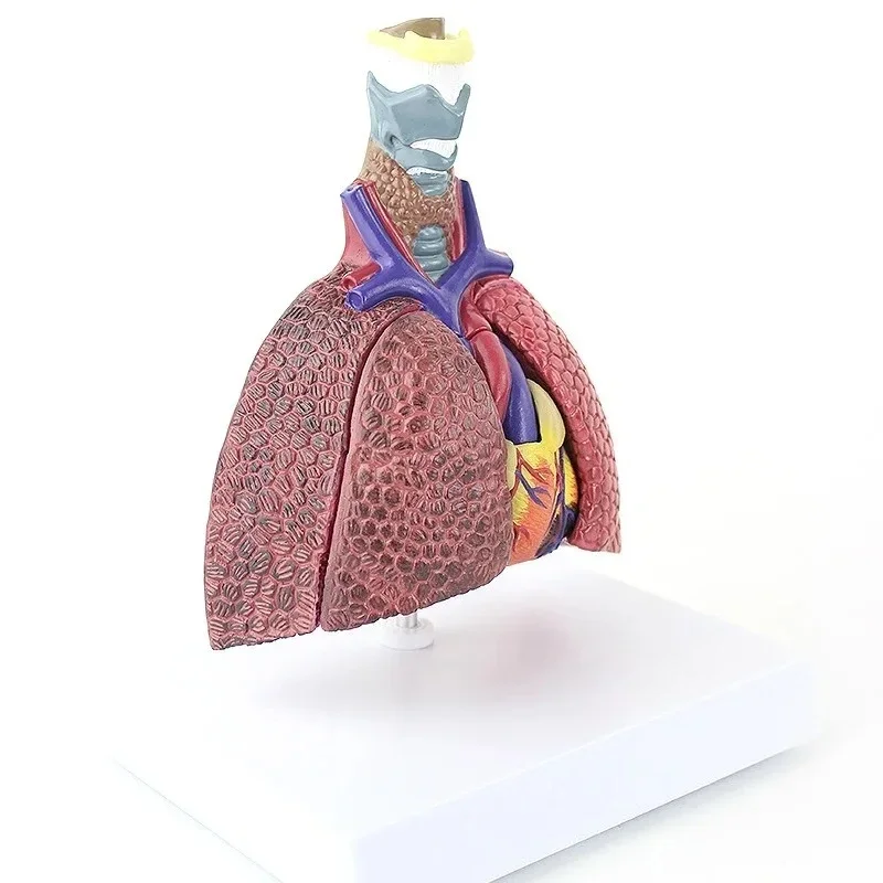 Human Cardiopulmonary Disease Demonstration Model Normal Lung, Lung Bronchitis, Heart, Teaching Model