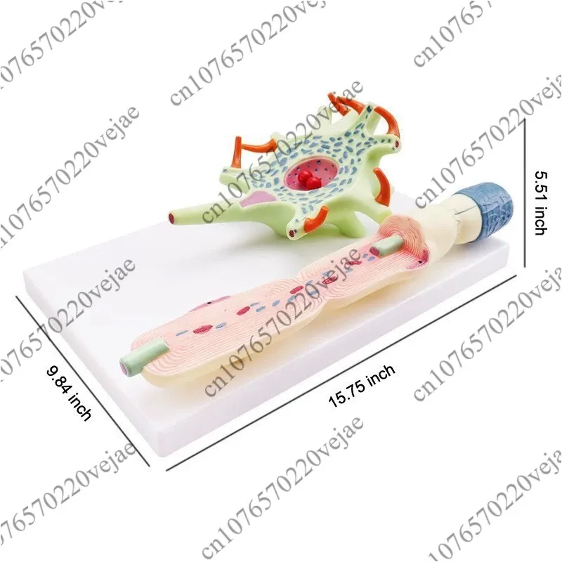 

1 шт., модель исследования ячеек Neuron, школьное экспериментальное оборудование, медицинское учебное оборудование