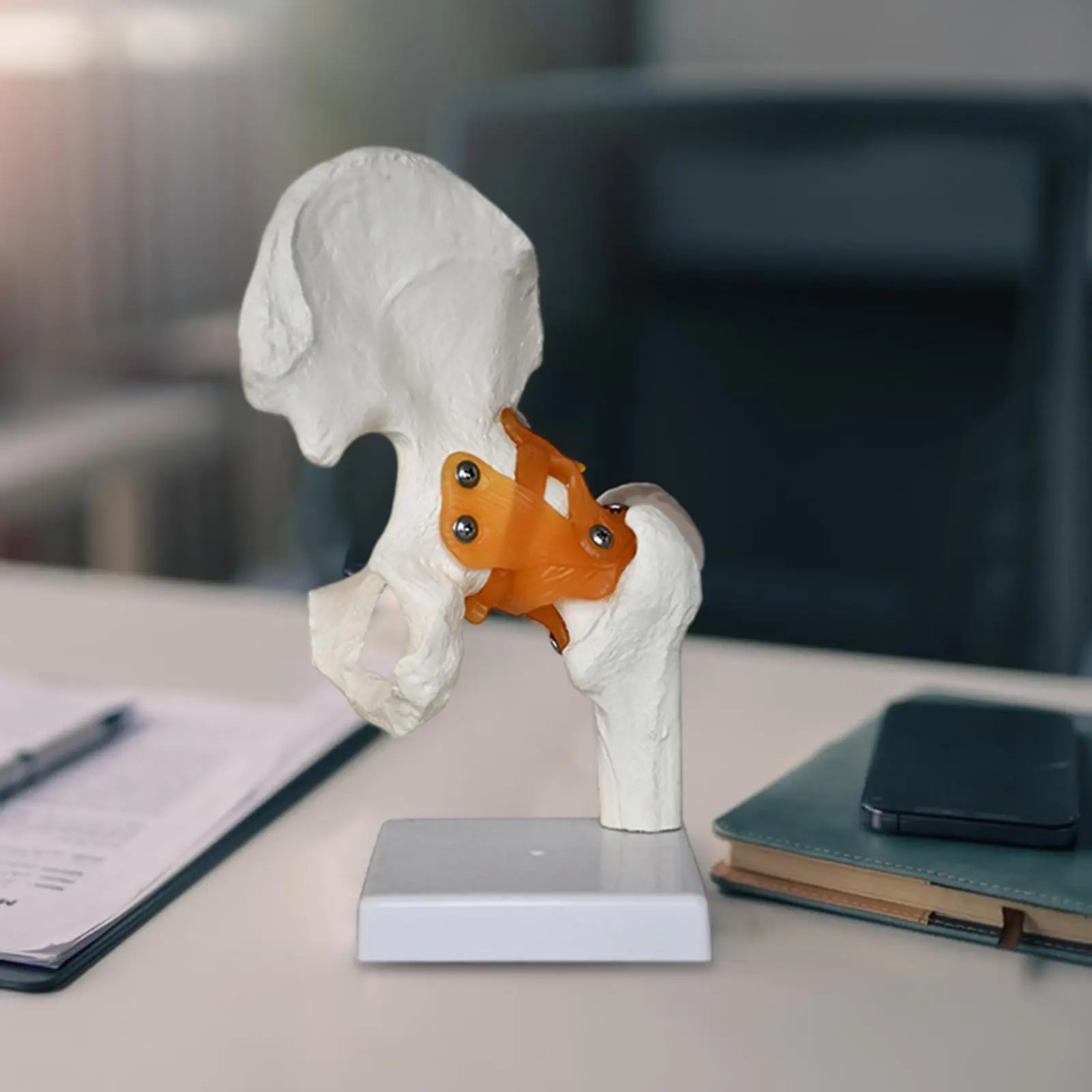 Human Hip Joint Model Medical Teaching Tool Scientific for Study Science