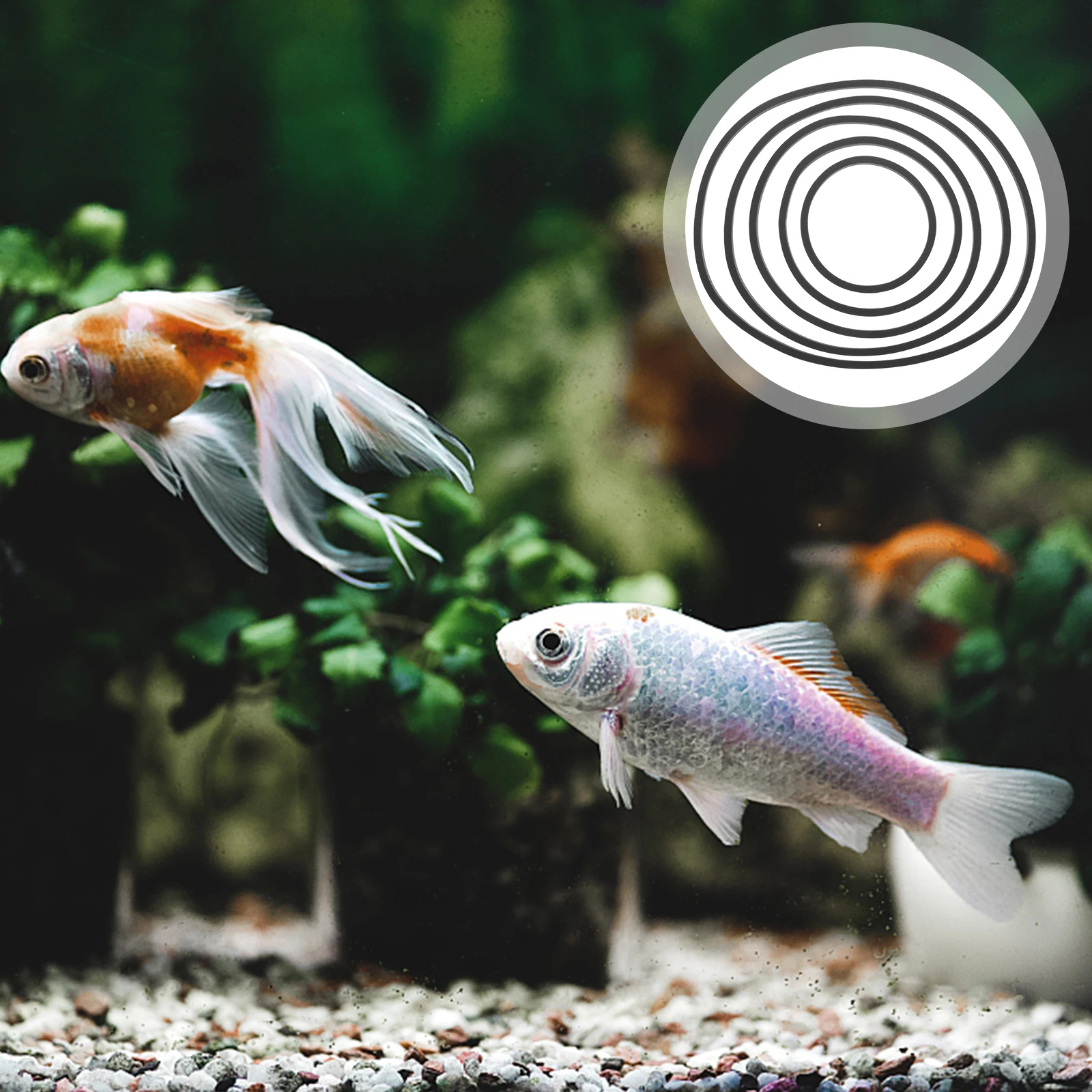 

Aquarium Floating Plant Holders 5 Pcs Fish Tank Feeding Rings Duckweed Isolation Reusable Eva Ring for Tank Accessories