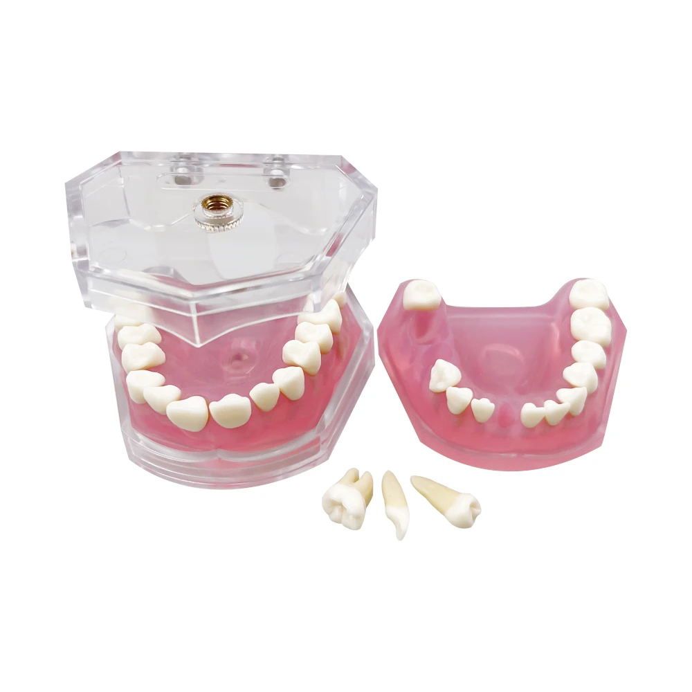 Dental Standard Typodont Model Soft Gum With 28 Removable Teeth Adult for Study Demo Teaching  Medical Students Research