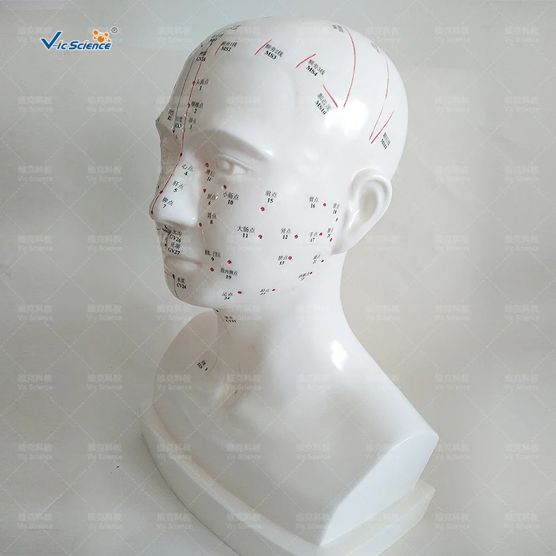 Medical Advanced Life-size Head Acupuncture Model