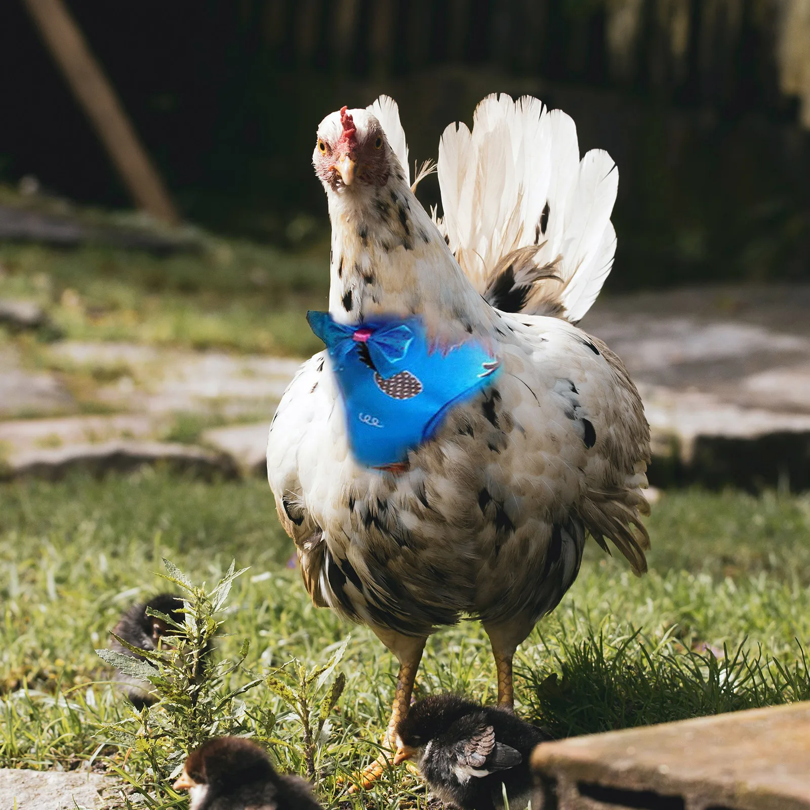 

Pet Chicken Vest Harness Hen Walking Traction Rope Outdoor Leash Chain Durable Rooster