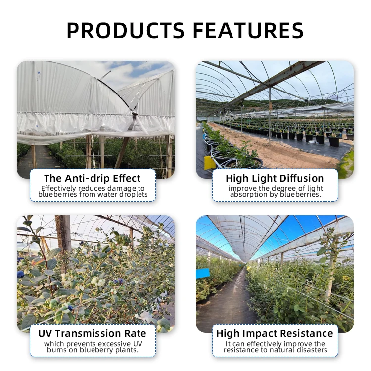 2025 간편 채소밭 묘목 재배 토마토 식물 온실 프레임 키트 플라스틱 온실 장비