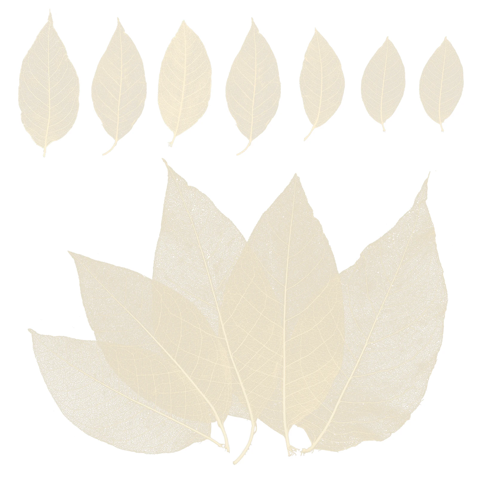 

Dried Leaf Specimens Plant Leaves Craft Project Materials DIY Decorations Scrapbooking Embellishments Greeting Cards