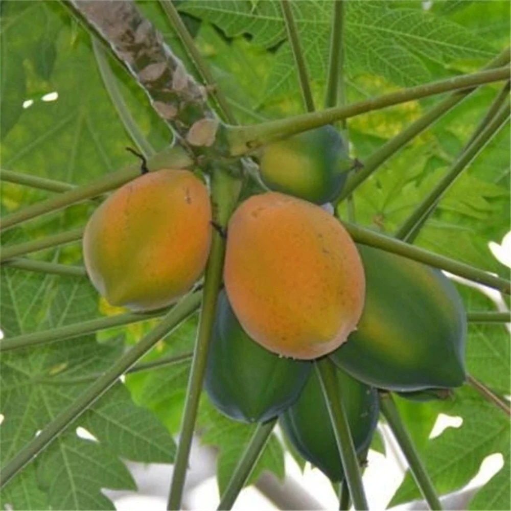 Aparador de frutas para Flores Papaya Muebles de plantas