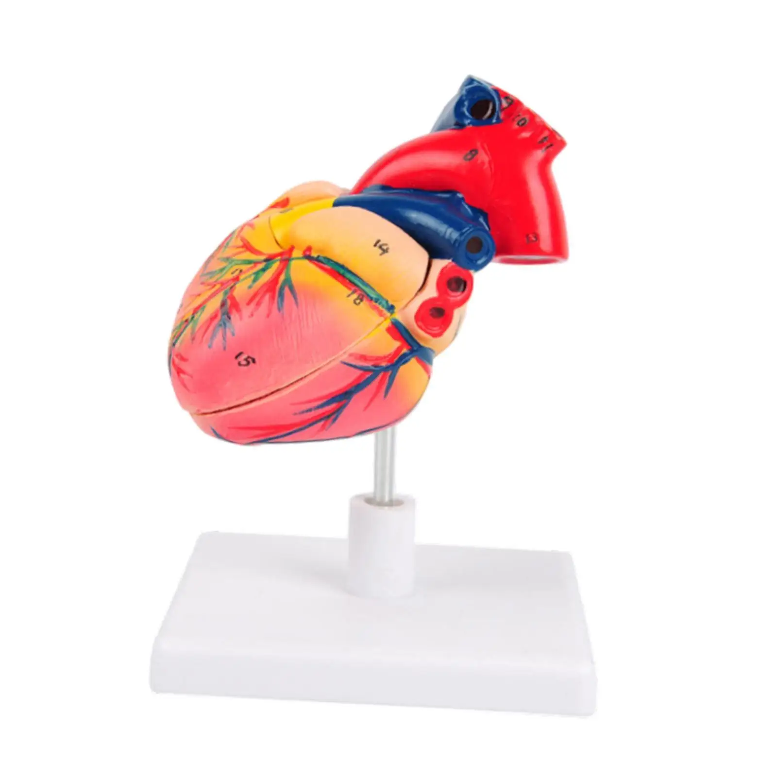 Human Heart Model, Human Heart Structure Model ,PVC Heart Anatomical Model, Teaching Aids for Biology Teaching,