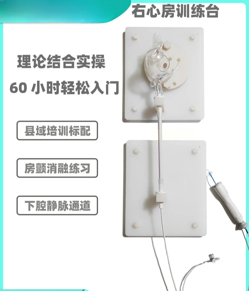 3D transparent heart right atrium model Atrial fibrillation electrophysiological simulator Radiofrequency ablation model