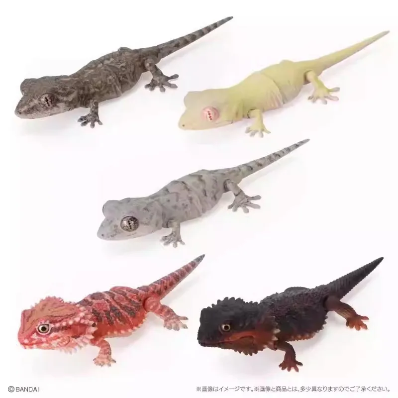 

Japanese Genuine, Biological Fat-tailed Gecko, Round-tailed Gecko, Movable Model Twisted Egg