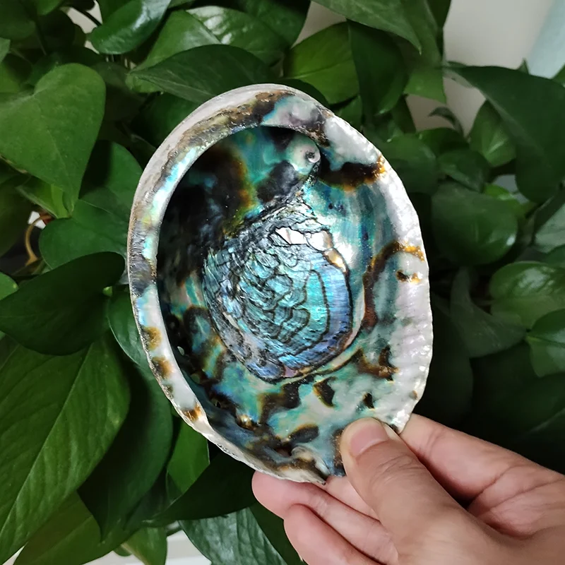 13-14 CM Large Abalone Shell Bowl Natural Bulk (Pāua) Abalone Shell Smudge Bowl Incense Burner for Sage Burning Home Décor