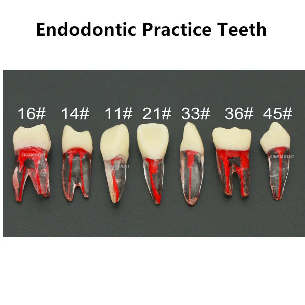 

50Pcs Dental Endodontic Rotary Files Typodont Teeth Practice Study Model Root Canal Pulp Cavity Endo RCT Training Blocks