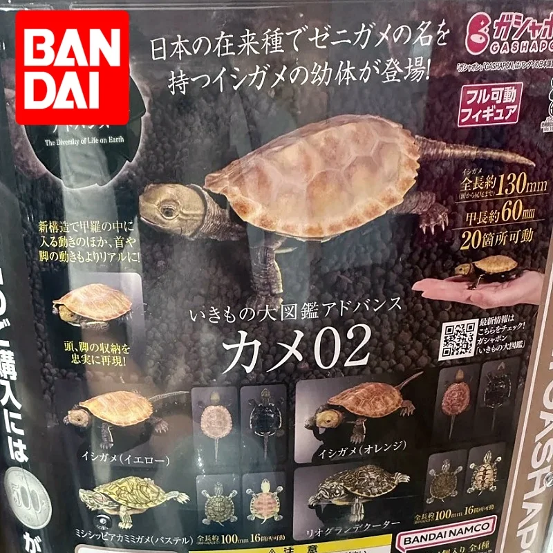 Enciclopedia biológica Bandai genuina, juguetes Gashapon, tortuga serie 2, tortuga de orejas rojas, animales simulados, modelo de juguete de decoración