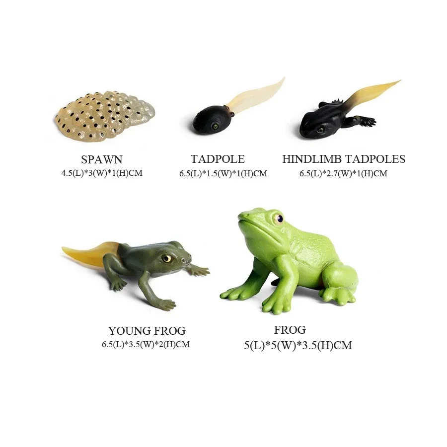 Frogs Models Wild Animals Figurines Plastic Animals Toy Simulation Tadpole Hatch Frog Growth Cycle Action Figure Toys for Kids