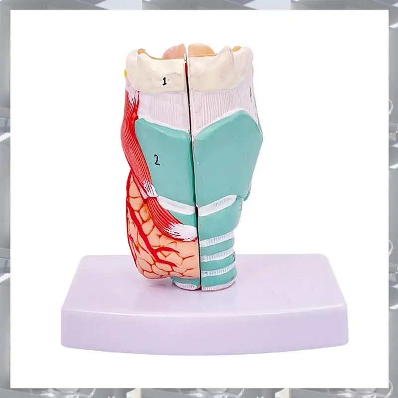 

Hot Selling-Human Throat Model, Anatomically Accurate Throat Model, Anatomy Classroom Learning Display Teaching -Model,Hu