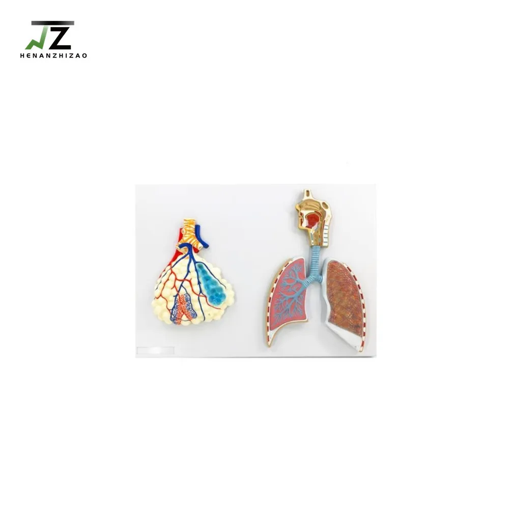 Medical Science Human Respiratory System Human Alveolar Model Relief