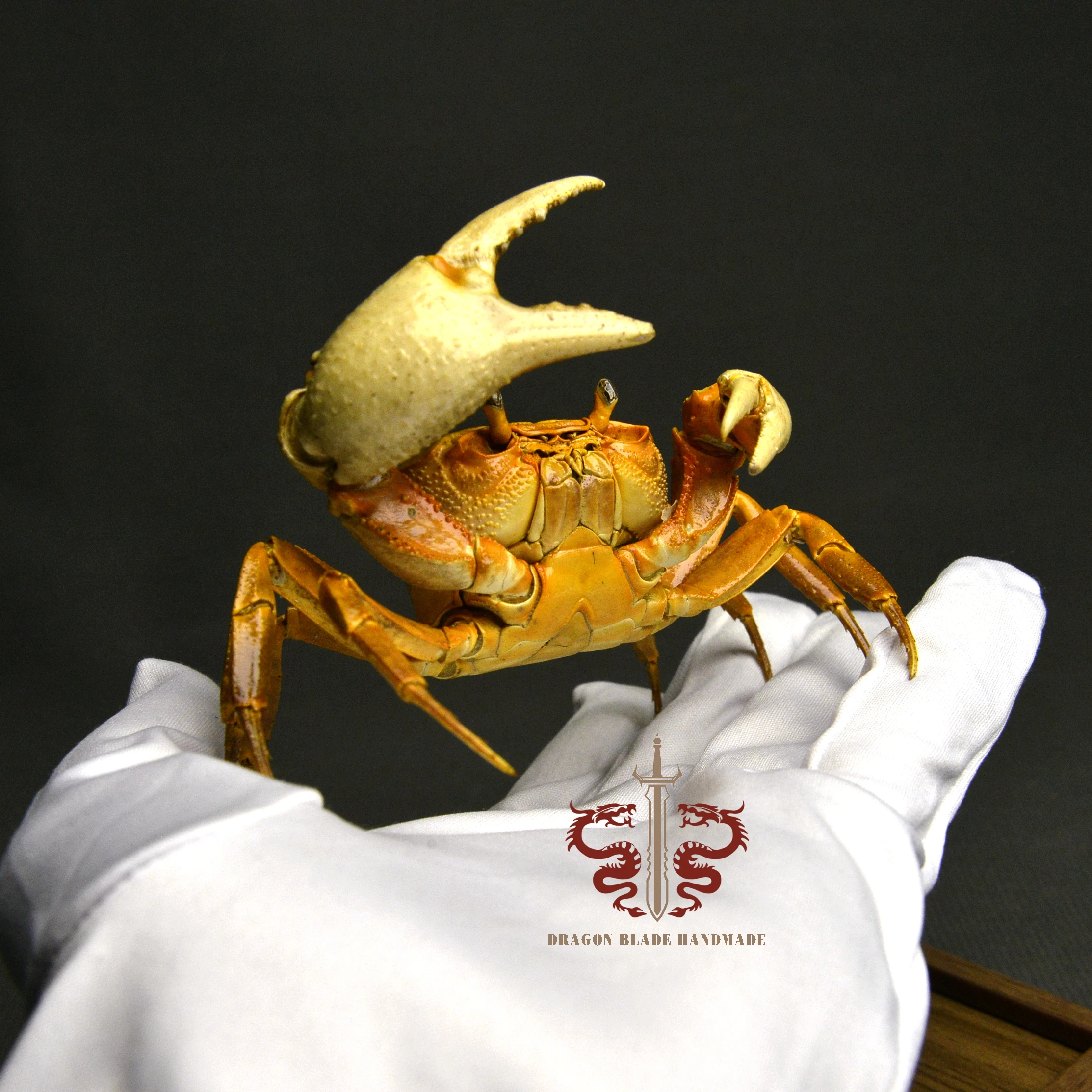 Crab specimen Nanhaipotamon guangdongense, museum-quality taxidermy display box, Collection Home Decor Ornament Desk Decoration