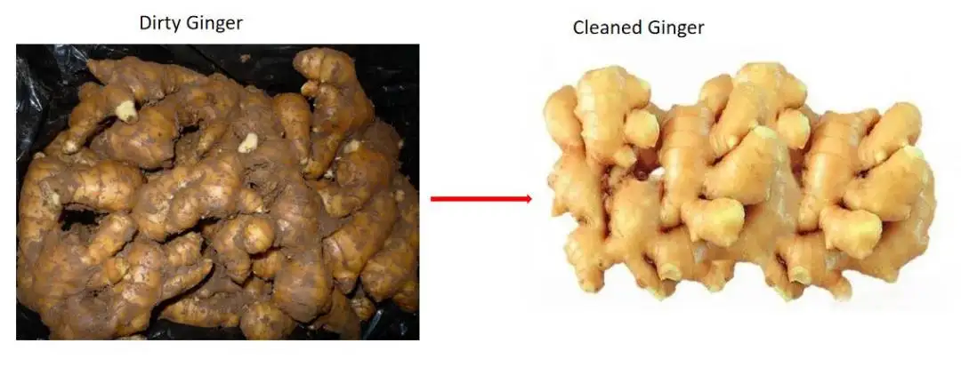 آلة تقشير وتقطيع الزنجبيل ذات التصميم المدمج #4